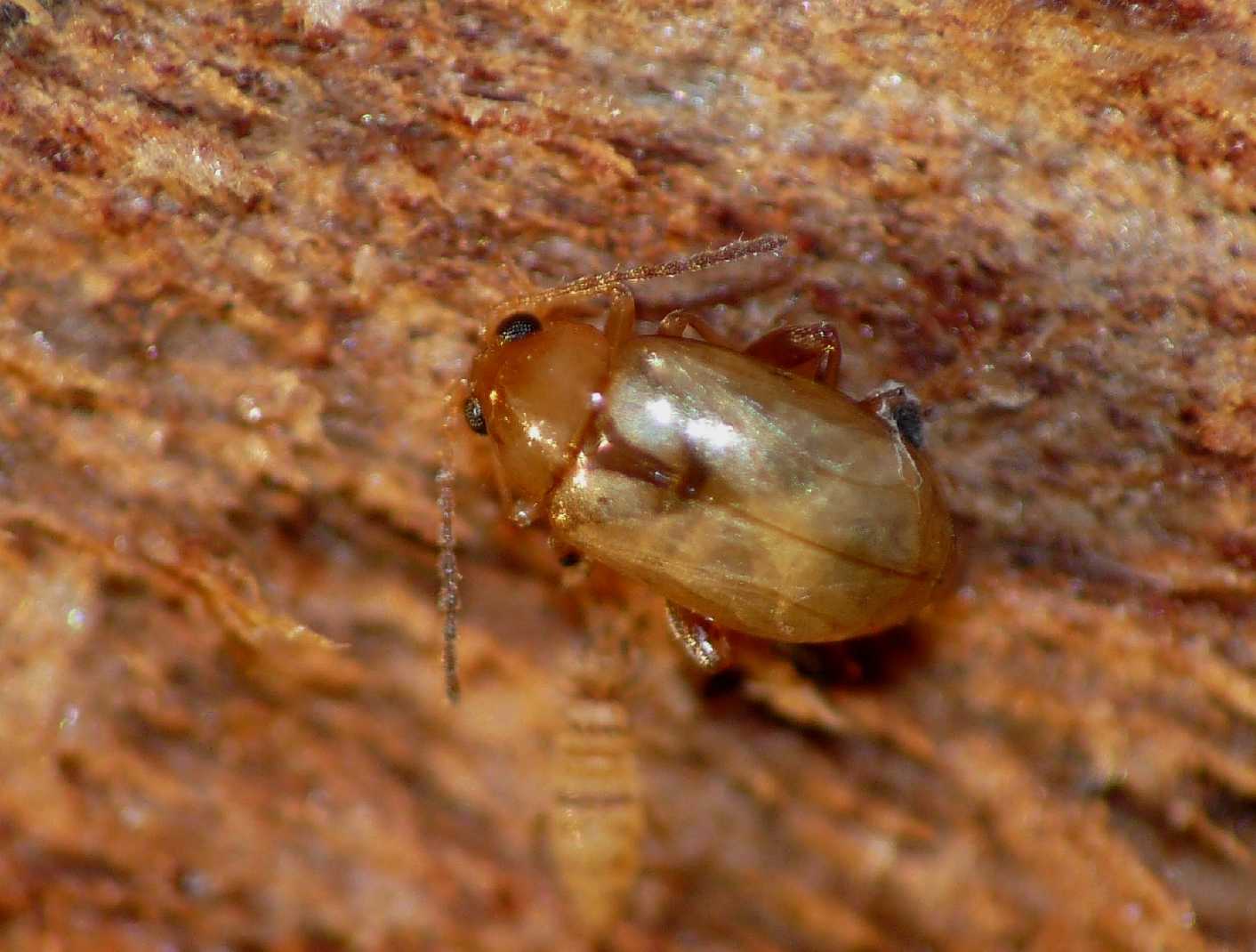 Micro Chrysomelidae dorato